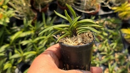 부악*옥금강 - ┌…특판(목.석부용포함) - (蘭)난 나눔몰 (蘭)난 나눔몰