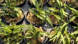 부악*옥금강 - ┌…특판(목.석부용포함) - (蘭)난 나눔몰 (蘭)난 나눔몰