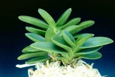 봉옥 - ├… 풍란판매(무지화예) - (蘭)난 나눔몰 (蘭)난 나눔몰