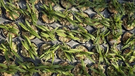 부악*옥금강 - ┌…특판(목.석부용포함) - (蘭)난 나눔몰 (蘭)난 나눔몰