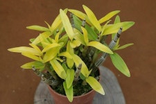 석양금 품절 - ├…석곡판매(특.복.엽예) - (蘭)난 나눔몰 (蘭)난 나눔몰