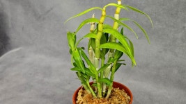 금각 - ├…석곡판매(특.복.엽예) - (蘭)난 나눔몰 (蘭)난 나눔몰