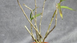 무자 - ├… 석곡판매 ( 화예품 ) - (蘭)난 나눔몰 (蘭)난 나눔몰