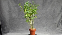 혁련 품절 - ├… 석곡판매 ( 화예품 ) - (蘭)난 나눔몰 (蘭)난 나눔몰