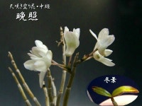 만조무지 - ├…석곡판매(특.복.엽예) - (蘭)난 나눔몰 (蘭)난 나눔몰