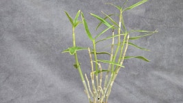 이휴 - ├…석곡판매(특.복.엽예) - (蘭)난 나눔몰 (蘭)난 나눔몰