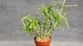 홍우사기 - ├…석곡판매(특.복.엽예) - (蘭)난 나눔몰 (蘭)난 나눔몰