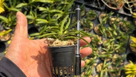 부악*옥금강 - ┌…특판(목.석부용포함) - (蘭)난 나눔몰 (蘭)난 나눔몰