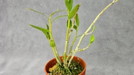 만조무지 - ├…석곡판매(특.복.엽예) - (蘭)난 나눔몰 (蘭)난 나눔몰