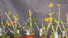 황월 - ├… 석곡판매 ( 화예품 ) - (蘭)난 나눔몰 (蘭)난 나눔몰