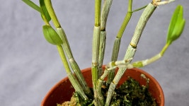 만조무지 - ├…석곡판매(특.복.엽예) - (蘭)난 나눔몰 (蘭)난 나눔몰