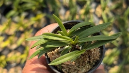 부악*옥금강 - ┌…특판(목.석부용포함) - (蘭)난 나눔몰 (蘭)난 나눔몰