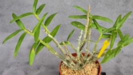 황환 - ├… 석곡판매 ( 화예품 ) - (蘭)난 나눔몰 (蘭)난 나눔몰