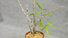 홍숙면 - ├…석곡판매(특.복.엽예) - (蘭)난 나눔몰 (蘭)난 나눔몰