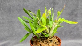 홍공작 - ├… 석곡판매 ( 화예품 ) - (蘭)난 나눔몰 (蘭)난 나눔몰