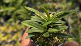 부악*옥금강 - ┌…특판(목.석부용포함) - (蘭)난 나눔몰 (蘭)난 나눔몰