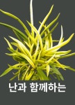 새로 생긴 난나눔몰 무료쿠폰 30,000원 지급기간이 얼마남지 않았습니다. - ◈-………… 공지★알림 - (蘭)난 나눔몰 (蘭)난 나눔몰