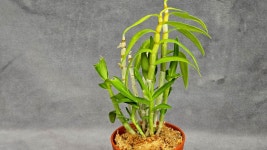 금각 - ├…석곡판매(특.복.엽예) - (蘭)난 나눔몰 (蘭)난 나눔몰