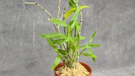 기주밀감 품절 - ├… 석곡판매 ( 화예품 ) - (蘭)난 나눔몰 (蘭)난 나눔몰