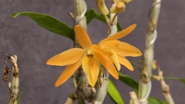 황월 - ├… 석곡판매 ( 화예품 ) - (蘭)난 나눔몰 (蘭)난 나눔몰