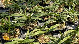 부악*옥금강 - ┌…특판(목.석부용포함) - (蘭)난 나눔몰 (蘭)난 나눔몰