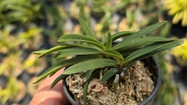 부악*옥금강 - ┌…특판(목.석부용포함) - (蘭)난 나눔몰 (蘭)난 나눔몰