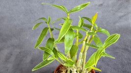 사천대동복륜 - ├…석곡판매(특.복.엽예) - (蘭)난 나눔몰 (蘭)난 나눔몰