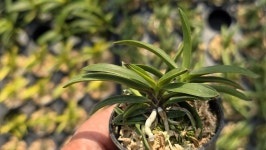 부악*옥금강 - ┌…특판(목.석부용포함) - (蘭)난 나눔몰 (蘭)난 나눔몰