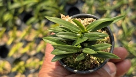 부악*옥금강 - ┌…특판(목.석부용포함) - (蘭)난 나눔몰 (蘭)난 나눔몰