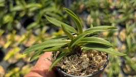 부악*옥금강 - ┌…특판(목.석부용포함) - (蘭)난 나눔몰 (蘭)난 나눔몰