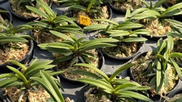 부악*옥금강 - ┌…특판(목.석부용포함) - (蘭)난 나눔몰 (蘭)난 나눔몰