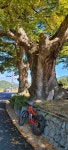 Naver 搜索结果照片 6