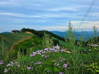 ♤ 안반데기에서 인생을 배우다 ! - 17구간-안반데기 운유길 - 바우길 바우길