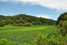 저 언덕 위로 물결 같이 춤추던 ... - 16구간-학이시습지길 - 바우길 바우길