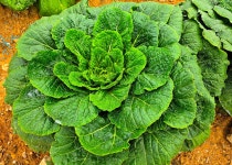 ♤ 안반데기에서 인생을 배우다 ! - 17구간-안반데기 운유길 - 바우길 바우길