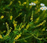 ♤ 안반데기에서 인생을 배우다 ! - 17구간-안반데기 운유길 - 바우길 바우길