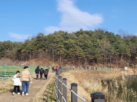♤ 해파랑길과 함께 하는 강릉 노거수 100선 마지막회 (11/26) - 바우길 외 걷기와 산행후기 - 바우길 ♤ 해파랑길과 함께 하는 강릉 노거수... 