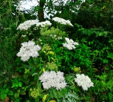 ♤ 안반데기에서 인생을 배우다 ! - 17구간-안반데기 운유길 - 바우길 바우길