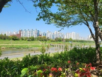 ♤ 안양천과 한강을 따라 서울둘레길 6코스를 걷다~(4/19) - 바우길이 아닌곳 걷기와 산행후기 - 바우길 ♤ 안양천과 한강을 따라 서울둘레길... 