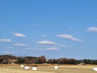 ♤ 해파랑길과 함께 하는 강릉 노거수 100선 마지막회 (11/26) - 바우길 외 걷기와 산행후기 - 바우길 ♤ 해파랑길과 함께 하는 강릉 노거수... 