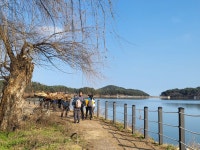 ♤ 해파랑길과 함께 하는 강릉 노거수 100선 마지막회 (11/26) - 바우길 외 걷기와 산행후기 - 바우길 ♤ 해파랑길과 함께 하는 강릉 노거수... 