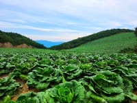 ♤ 안반데기에서 인생을 배우다 ! - 17구간-안반데기 운유길 - 바우길 바우길