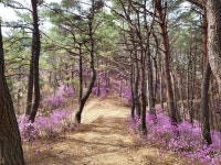 ♤해파랑길 걷기~ 22코스(3/20) - 해파랑길 함께걸어요 - 바우길 바우길