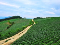 ♤ 안반데기에서 인생을 배우다 ! - 17구간-안반데기 운유길 - 바우길 바우길