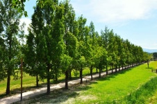 저 언덕 위로 물결 같이 춤추던 ... - 16구간-학이시습지길 - 바우길 바우길