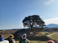 ♤ 해파랑길과 함께 하는 강릉 노거수 100선 마지막회 (11/26) - 바우길 외 걷기와 산행후기 - 바우길 ♤ 해파랑길과 함께 하는 강릉 노거수... 