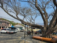 울산 울주 오두산 - ♣==개인 일상사진==♣ - 언양 팔도 산악회 울산 울주 오두산