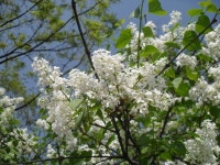 0 5.06(화)- 라일락꽃이 필 때면 - 번개걷기... 고양시걷기연맹 trekking with special one ㅡ 2025. 0 5.06(화)- 라일락꽃이 필 때면