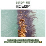 2월26일.쇠미역(=곰피미역),세하,갈치젓갈 - ♣ 오늘생선판매방 - 목포순희의 생선카페 2월26일.쇠미역(=곰피미역),세하,갈치젓갈 