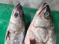 갑오징어,선어방어,갯장어,참가자미,고시삼치,아귀,잡어... 먹갈치,20참돔,小민어,눈뽈,갑오징어,선어방어,갯장어,참가자미,고시삼치,아귀,잡어